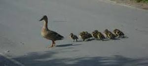 ducks on roadway